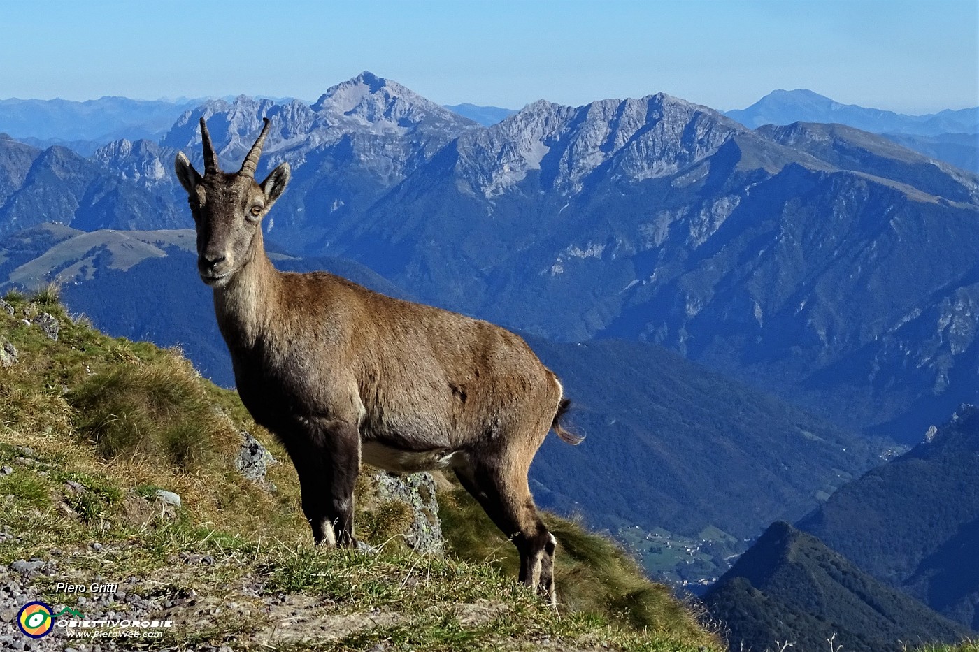 61 Lo stambecco con sullo sfondo Arera e Manna.JPG